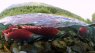 The Bristol Bay watershed in southwestern Alaska supports the world’s largest sockeye salmon fishery.