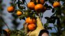 CGA, ECDC to spend R1.2m on capacitating ten Eastern Cape citrus farmers for exports