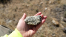 Rare earths ore the Halleck Creek deposit