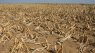 Maize crops affected by drought