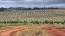 Macadamia farm in South Africa