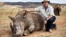 A rhino whose horns have been injected with radioactive pellets