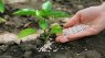 Image of fertiliser on plant