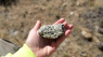 Image of rare-earth ore from the Halleck Creek project