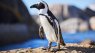 Penguin protection deal preserves biodiversity and fishing sustainability