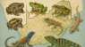 App seeks to help people learn more about Southern Africa’s frogs