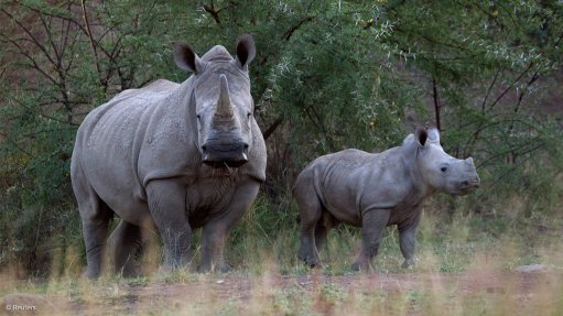 New technologies, old-fashioned tracking blended as rhino poaching battle heats up