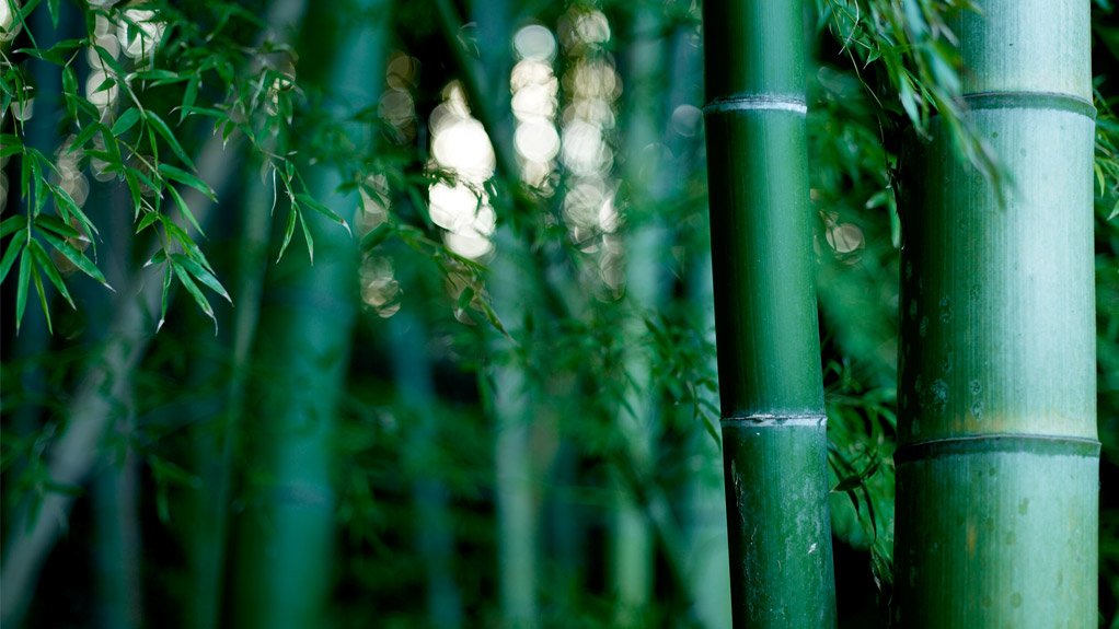 ECDC invests another R300 000 into bamboo harvesting