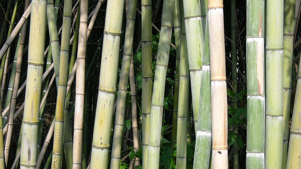 ECDC invests another R300 000 into bamboo harvesting