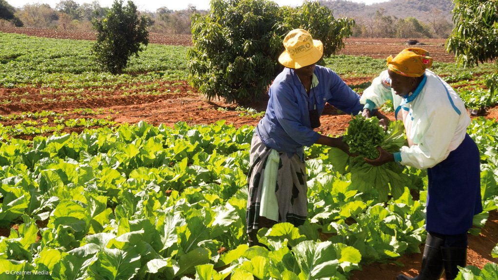 Massmart expands smallholder farmer programme