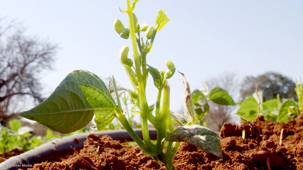By declaring 2014 the 'year of agriculture', the AU hopes to spur a green revolution