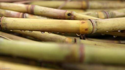 SUSTAINABLE FOOD SOURCE
The capacity of sugar cane to grow rapidly has made it the world’s number one energy crop
