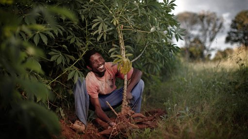 Investments in fledgling seed companies could drive African food output – report
