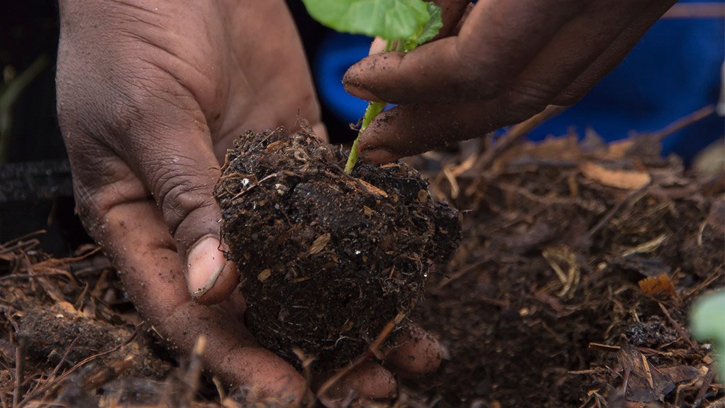 SELF-SUSTAINING
The partnership between Anglo American’s Chairman’s Fund and Soil for Life is encouraging people in the Western Cape to sustainably grow their own vegetables 
