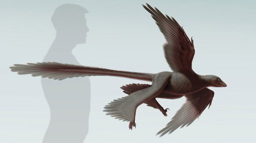 Newly discovered fossil sheds light on dinosaur flight 