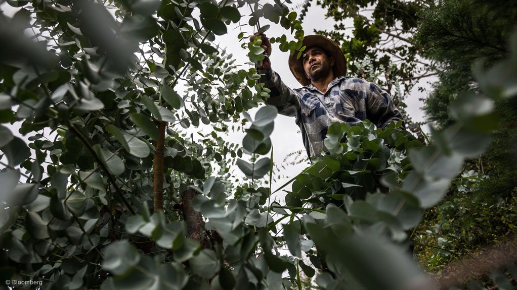 Aussie bug war staged to safeguard SA’s commercial forests