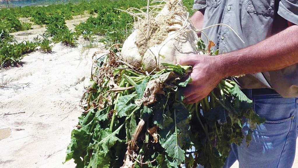 SUGAR BEET Instead of following standard rehabilitation practices, such as grassing, Harmony Gold Mining Company plants species like sweet sorghum, sugar beet and giant king grass, which are known for their high carbon sequestration potential 
