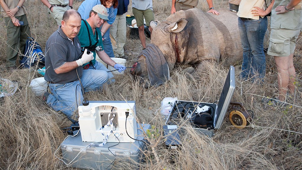 Dr Johan Marais, in the black shirt, treating a rhino in the veld