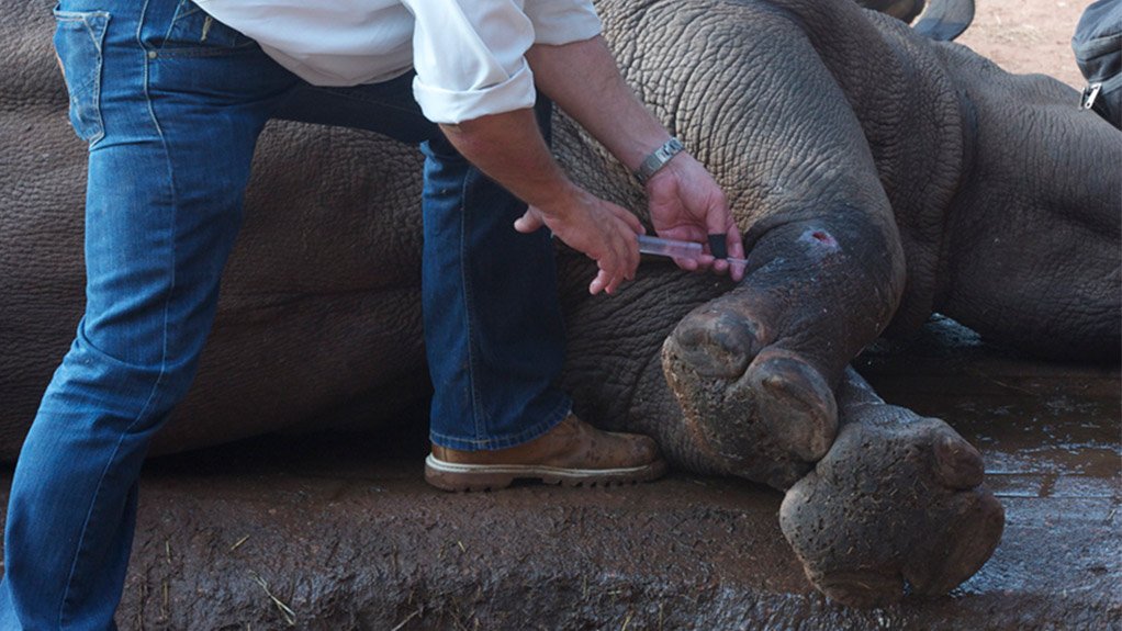 Dr Johan Marais treating a rhino in the veld