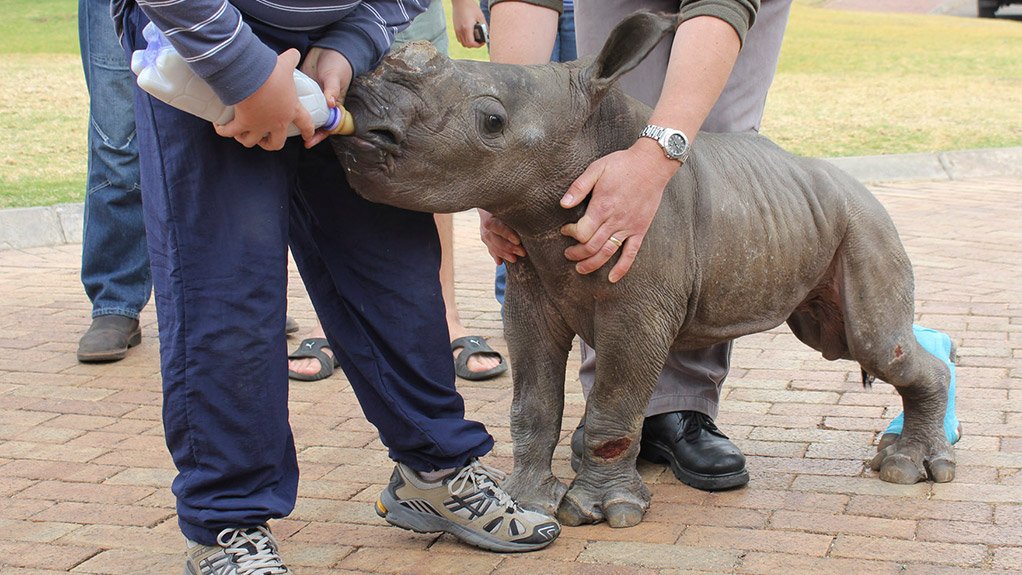 An orphaned rhino receiving care