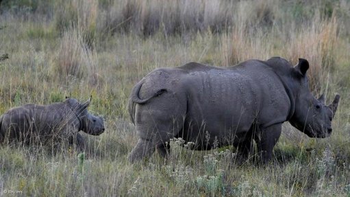 Endagered Wildlife Trust: Rhino and Shaya join war against poaching 