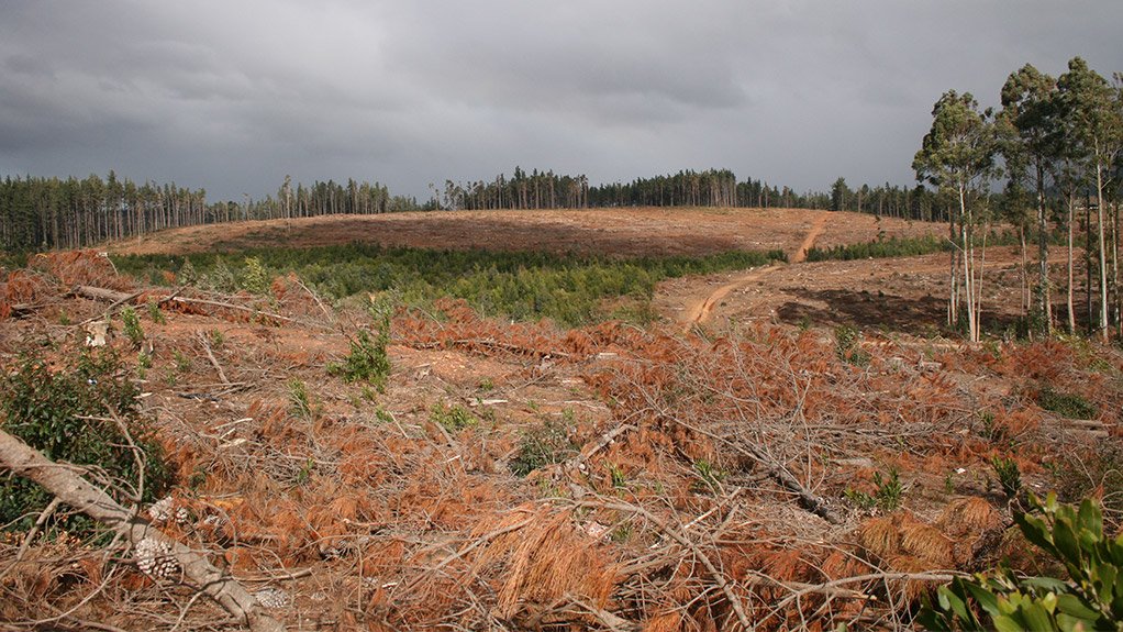 NO TIME LIKE THE PRESENT
Planting new pines should take place as soon as possible, instead of in 2020, to ensure that local forests are sustainable
