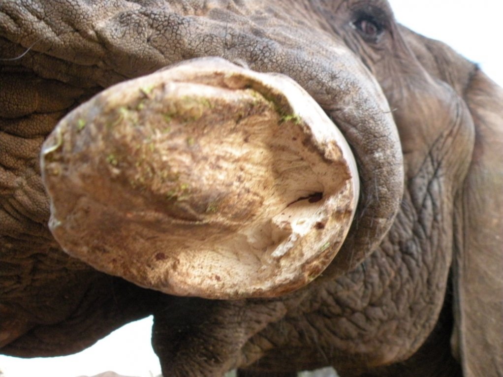  The unlikely tale of a vet, an engineer, an artisan and elephant dentistry