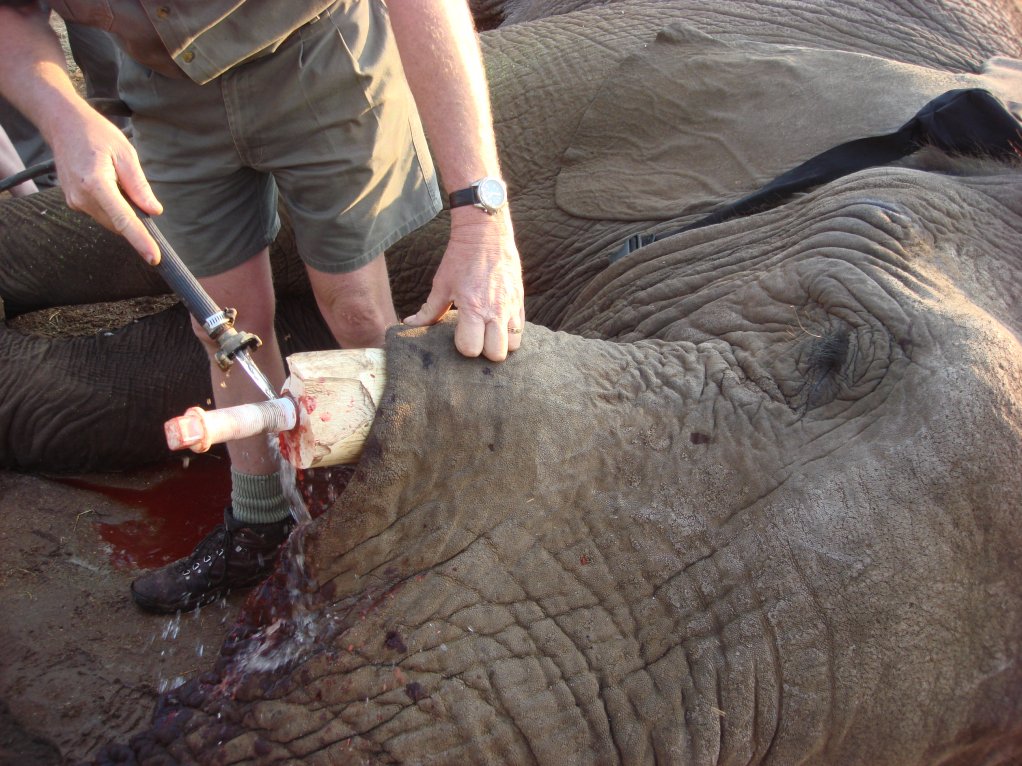 Steenkamp inserts a nylon filling into the tusk