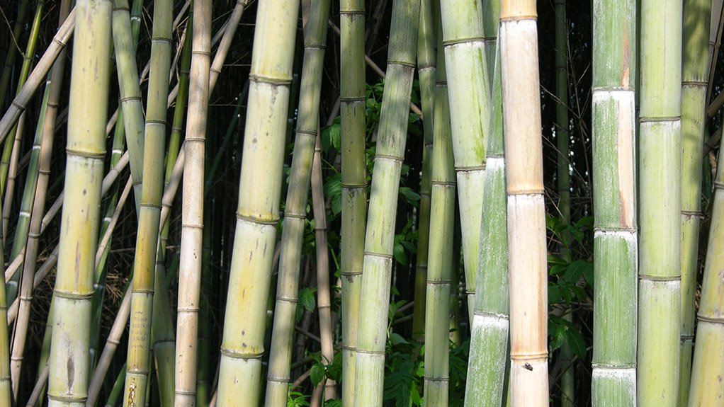 Bamboo group receives $8.6m cover for sustainability project in E Cape