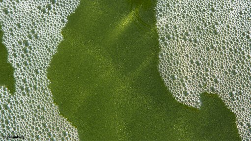 Algae can reduce  coal-related  CO2 emissions