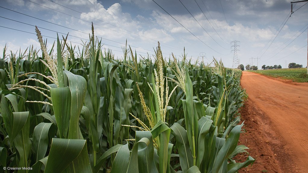 GMOS
South Africa has grown 2.7-million hectares of maize, soya and cotton crops in 2014
