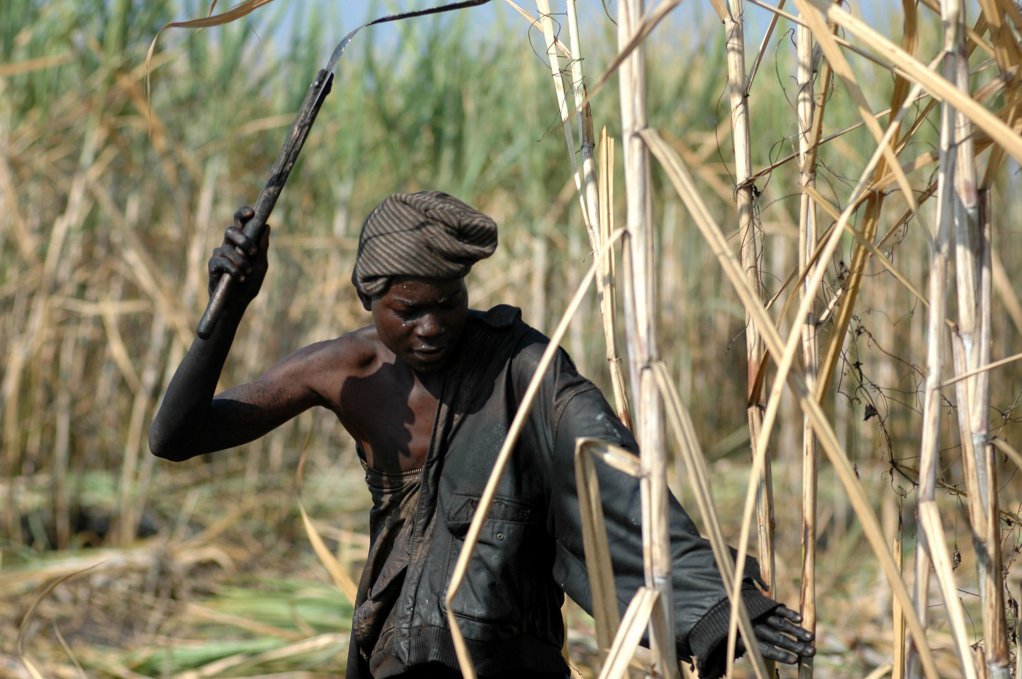 African sugar production expected to increase by 500 000 t