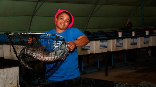 Graaff-Reinet aquaculture project moves ahead to give rise to catfish processing facility 