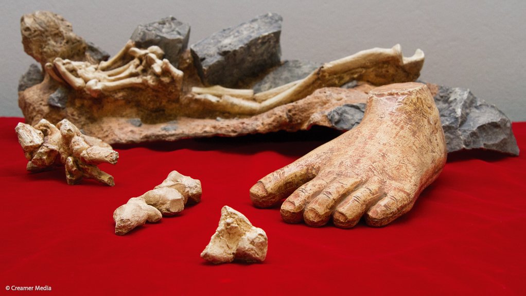 Little foot skeleton of Australopithecus prometheus