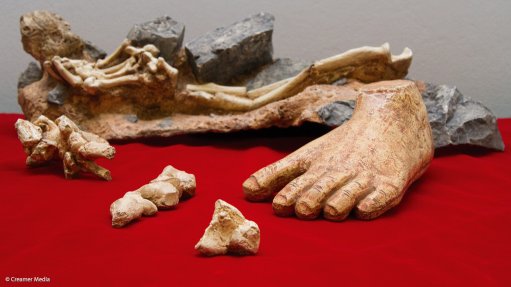 New dates revealed for key Sterkfontein fossils