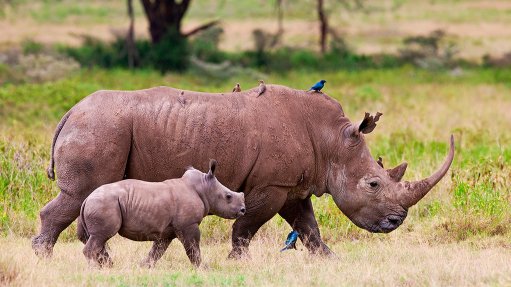 Rhino Conservation Awards Honouring Rangers On The Frontlines