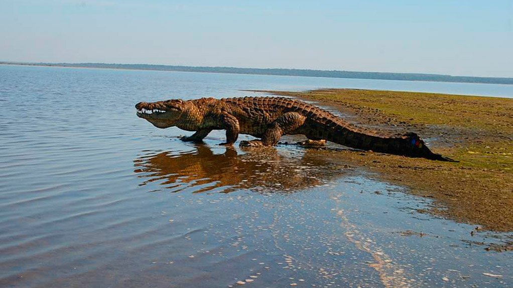 PhD student develops methods to monitor croc health to aid leather industry