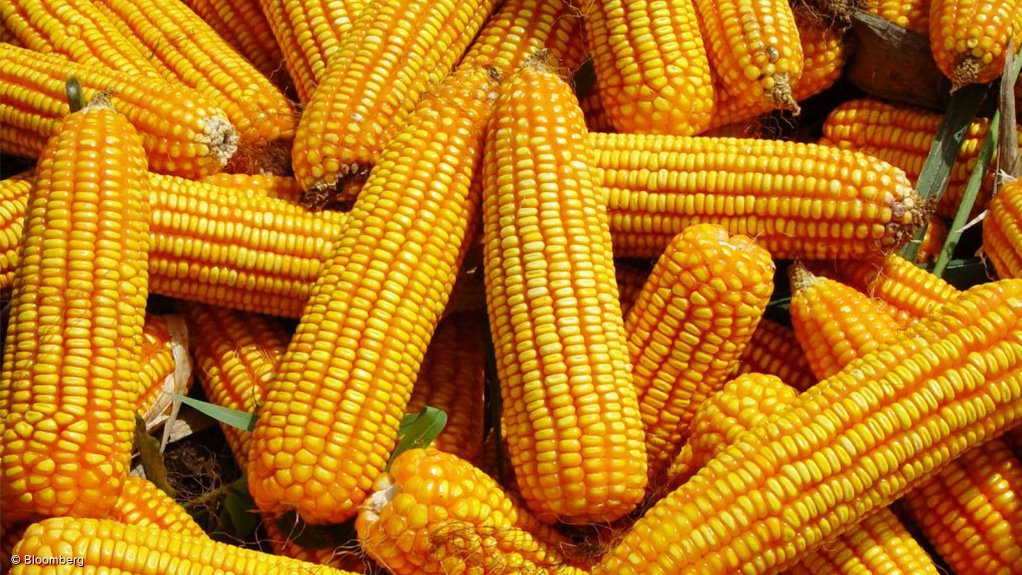 ENSURING FOOD SECURITY The CSIR believes that new traits in the production of GM maize will impact positively on the country's economy
