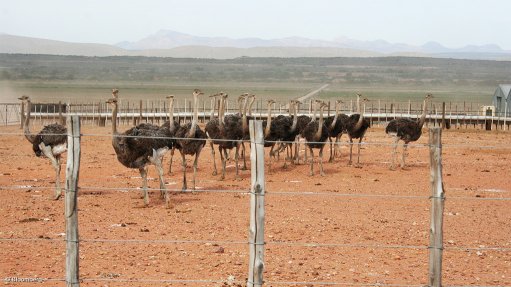 EU lifts ban on S African fresh ostrich meat exports