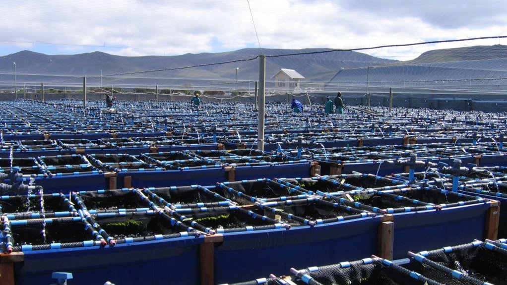 Hamburg aquaculture farm completes second harvest of dusky kob this year