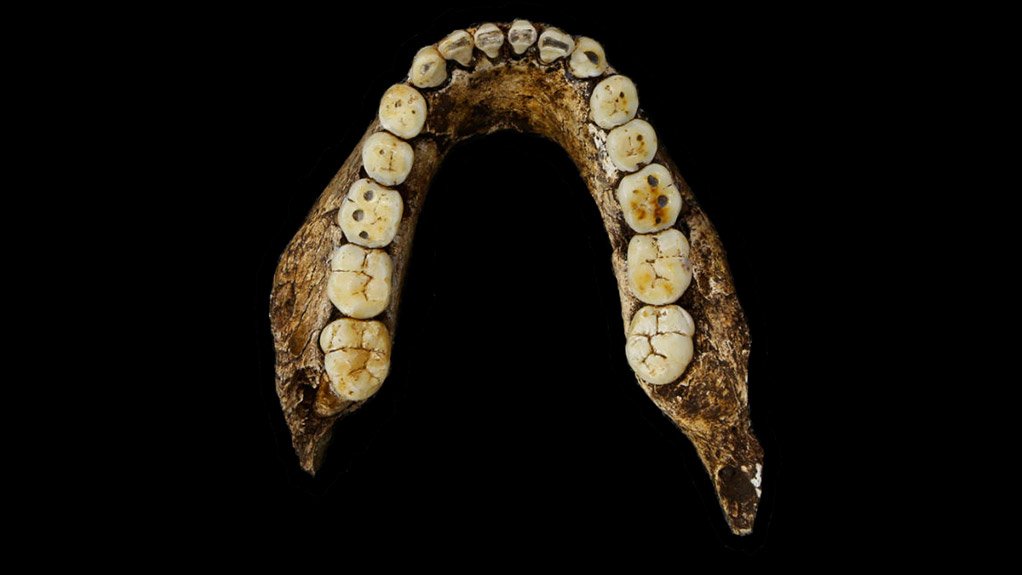 Homo naledi jawbone