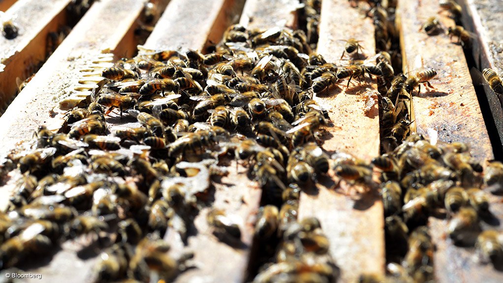PLUMMETING POPULATION The global bee population is declining significantly and is under new pressure from disease