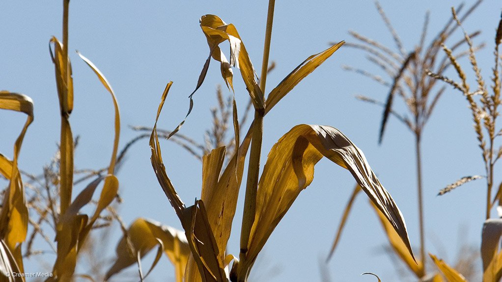 Grain SA warns of drought impact on maize production