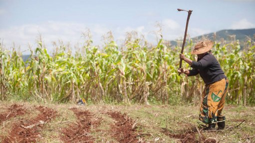 Smallholder farmers must adapt to survive current times