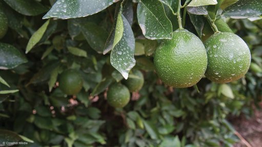 S African citrus farmers’ investment paying off as EU exports rise