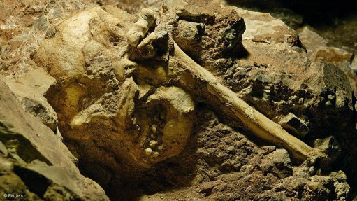 Two new specimen found at Sterkfontein Caves, says University of Witwatersrand