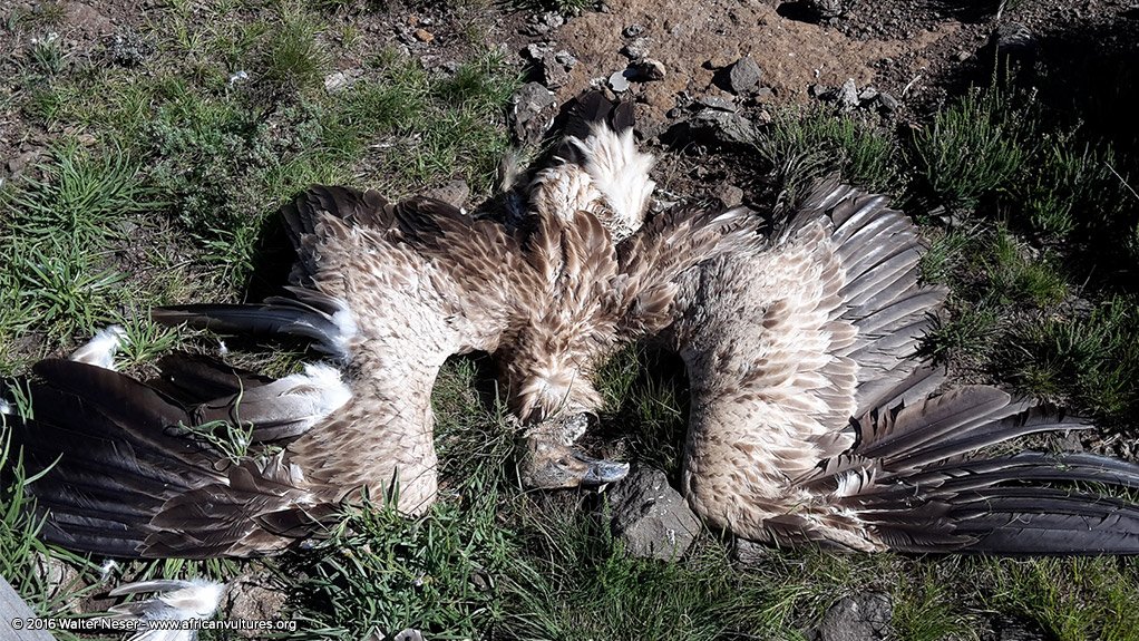 Noncompliant powerline structures seen as cause of vulture electrocutions