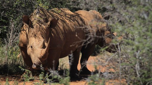 Rhino sanctuary receives thermal imaging equipment to combat poaching