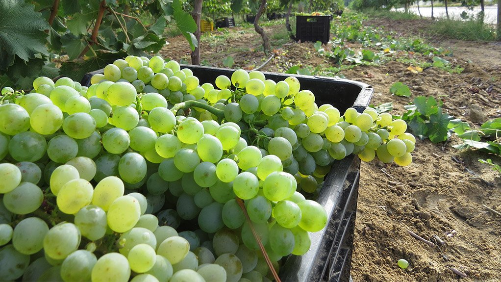 Hot weather, water shortages shrink 2016 wine grape crop by 6.7% y/y