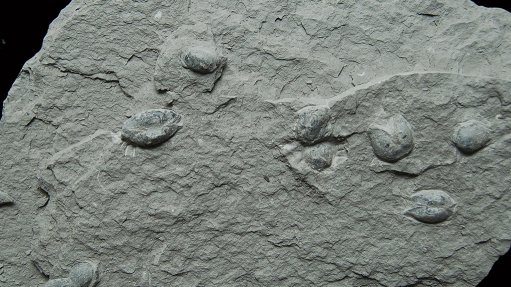 Fossils of new plant and invertebrate species discovered along N2 in the Eastern Cape